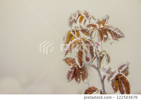 A branch of a rosehip bush with yellowing leaves 122503676