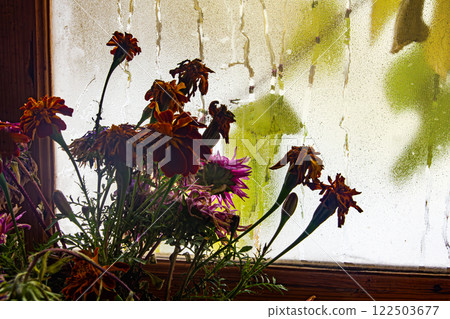 Silhouette of a bouquet of fading flowers, 122503677