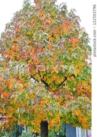 Maple tree, autumn leaves and fruit (aggregate fruit) 122503796