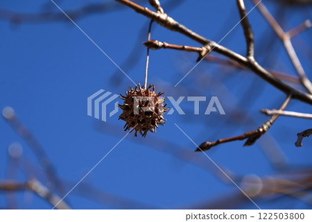 Maple tree, autumn leaves and fruit (aggregate fruit) Maple tree, autumn leaves and fruit (aggregate fruit) 122503800
