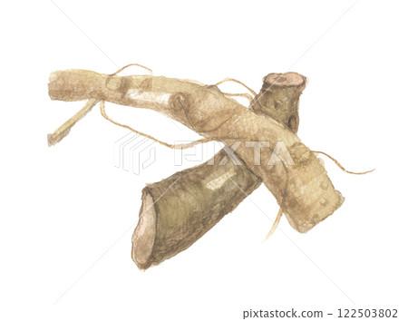 Eleuthero root painted in watercolor Eleuthero root painted in watercolor 122503802