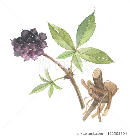 刺五加的水彩畫:果實和根 刺五加的水彩畫:果實和根 122503804