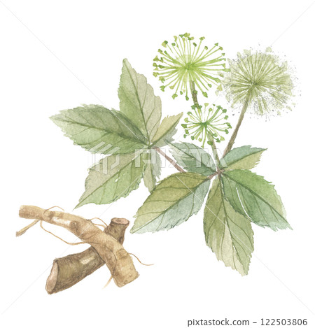 Eleuthero flowers and roots painted in watercolor Eleuthero flowers and roots painted in watercolor 122503806