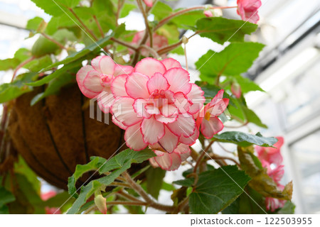 Red flowers of begonia 122503955