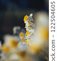 Narcissus 122504605
