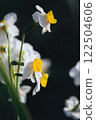 Narcissus 122504606