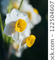 Narcissus 122504607