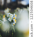 Narcissus 122504608