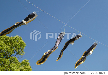 Eels swimming up the cliff 122504821