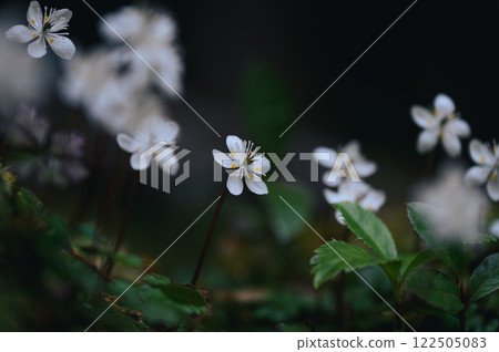 Baikaoulen 122505083