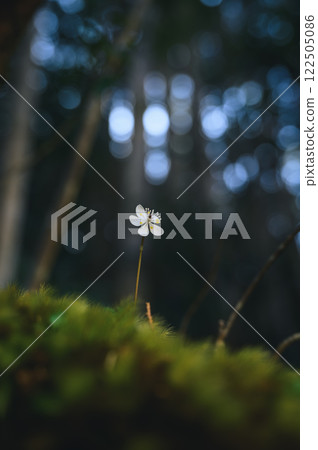 Baikaoulen Baikaoulen 122505086