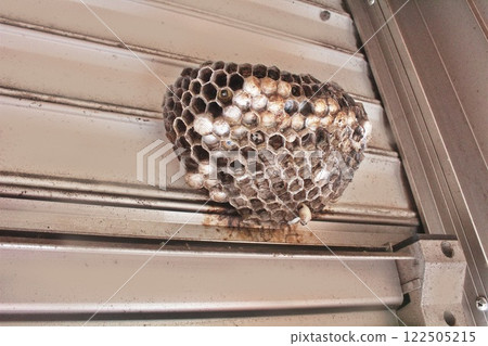 Wasp nest before extermination Wasp nest before extermination 122505215