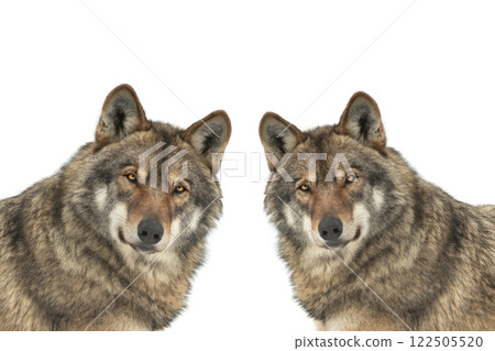 two wolf lies isolated on white background 122505520
