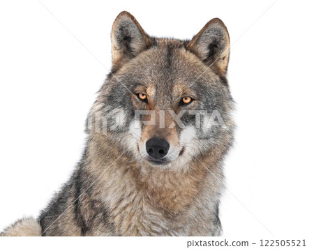 portrait wolf isolated on white background portrait wolf isolated on white background 122505521
