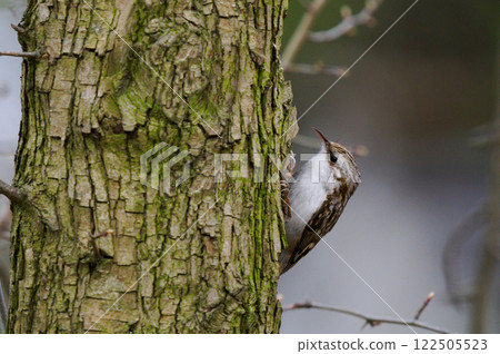 Eurasian Treecreeper sitting on a tree branch 122505523