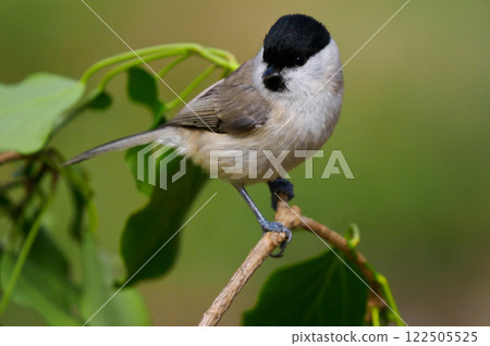 Willow Tit sitting on a branch against a blurred background 122505525