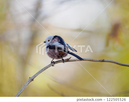 Long-tailed Tit sitting on a tree branch in the forest 122505526