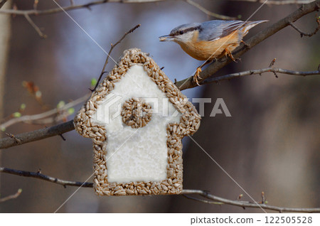 nuthatch near the house with seeds for feeding birds in winter 122505528