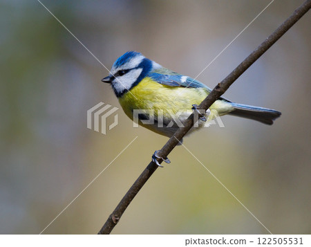 blue tit sitting on a tree branch 122505531