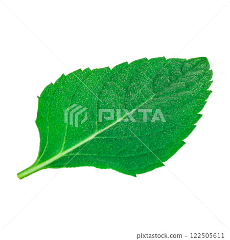 Mint leaves isolated on white background 122505611