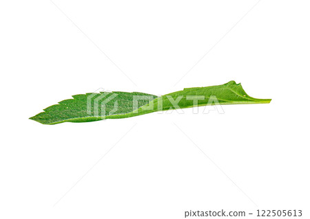 Mint leaves isolated on white background 122505613