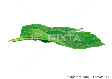 Mint leaves isolated on white background Mint leaves isolated on white background 122505615