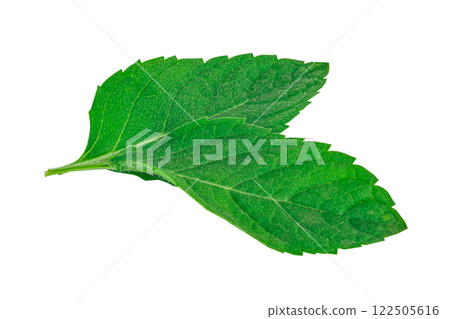 Mint leaves isolated on white background Mint leaves isolated on white background 122505616