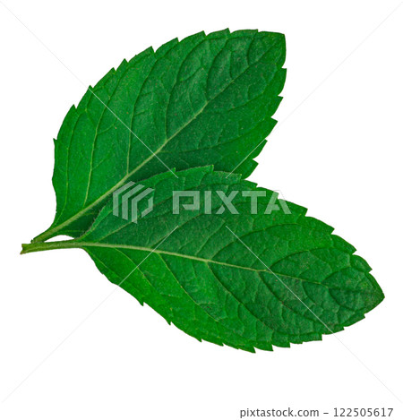 Mint leaves isolated on white background Mint leaves isolated on white background 122505617