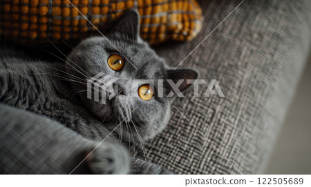 A British shorthair lazy cat laying on the grey sofa. 122505689
