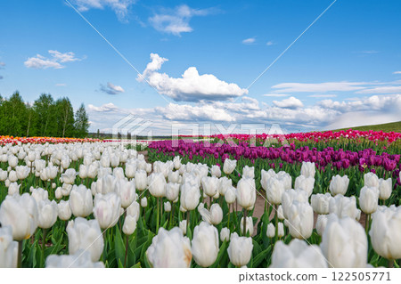 a field of blooming tulips a field of blooming tulips 122505771