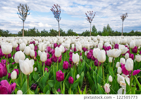 a field of blooming tulips a field of blooming tulips 122505773