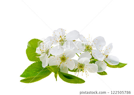 cherry blossoms isolated 122505786