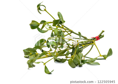 mistletoe branch isolated mistletoe branch isolated 122505945