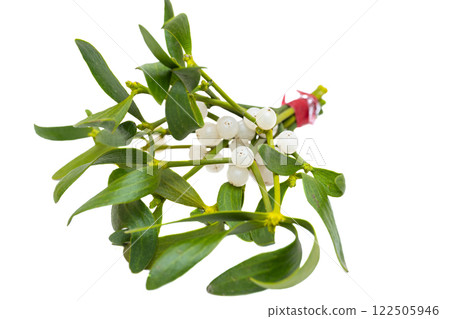 mistletoe branch isolated mistletoe branch isolated 122505946