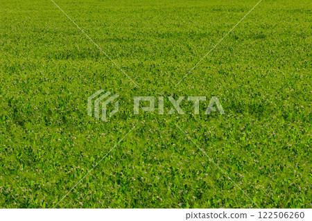View of the green pea field at spring 122506260