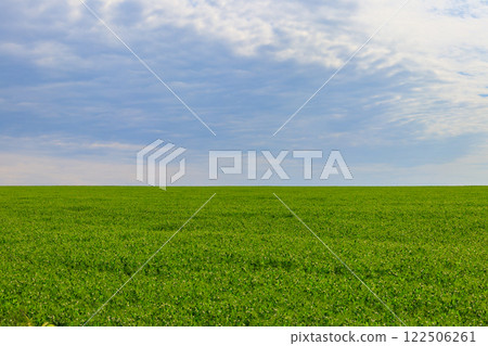 View of the green pea field at spring View of the green pea field at spring 122506261