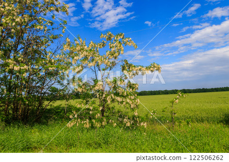 White acacia flowers closeup (Robinia pseudoacacia). Acacia tree bloom White acacia flowers closeup (Robinia pseudoacacia). Acacia tree bloom 122506262