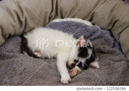 Cute little kitten sleeping in a grey cat bed 122506266