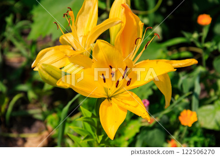 Oriental lily in flower bed in the garden Oriental lily in flower bed in the garden 122506270