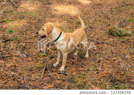 Labrador retriever walking in the pine forest at autumn Labrador retriever walking in the pine forest at autumn 122506298