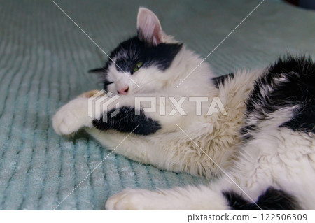 Beautiful cat playing with a mouse toy on a bed Beautiful cat playing with a mouse toy on a bed 122506309