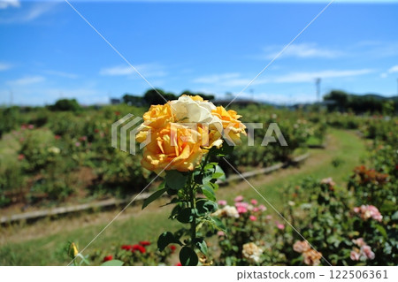 Arao City Ominous Citizen Flower Bed Rose Flower, 122506361