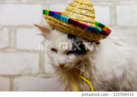 Portrait of beautiful cat wearing sombrero hat 122506410