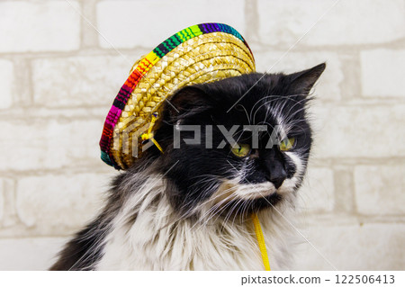 Portrait of beautiful cat wearing sombrero hat 122506413