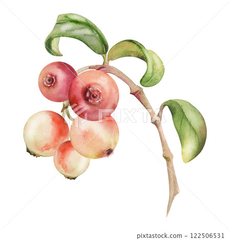 Cranberry lingonberry on branch with green leaves, ripe forest berry bearberry teaberry wintergreen cluster group, hand drawn in watercolor. Isolated botanical illustration, for menu, farmers market Cranberry lingonberry on branch with green leaves, ripe forest berry bearberry teaberry wintergreen cluster group, hand drawn in watercolor. Isolated botanical illustration, for menu, farmers market 122506531