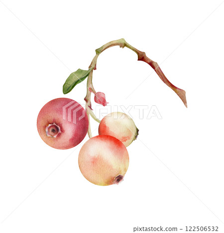 Lingonberry cranberry cluster bunch on branch, ripe swamp forest berry wintergreen teaberry bearberry, watercolor hand drawn. Isolated botanical illustration. Home preserves, stationery, recipe book Lingonberry cranberry cluster bunch on branch, ripe swamp forest berry wintergreen teaberry bearberry, watercolor hand drawn. Isolated botanical illustration. Home preserves, stationery, recipe book 122506532