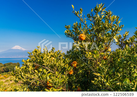 [Shizuoka Prefecture] Mount Fuji beyond the mandarin orange fields of Nishiura, Izu 122506589
