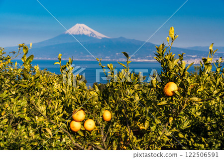 [Shizuoka Prefecture] Mount Fuji beyond the mandarin orange fields of Nishiura, Izu 122506591