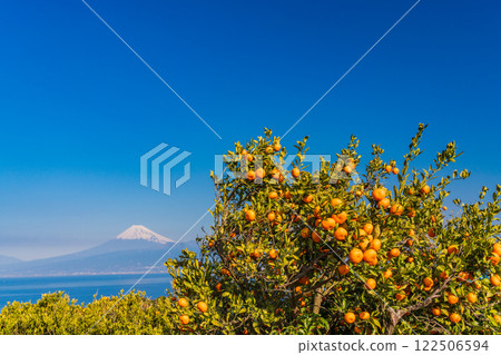 [Shizuoka Prefecture] Mount Fuji beyond the mandarin orange fields of Nishiura, Izu 122506594
