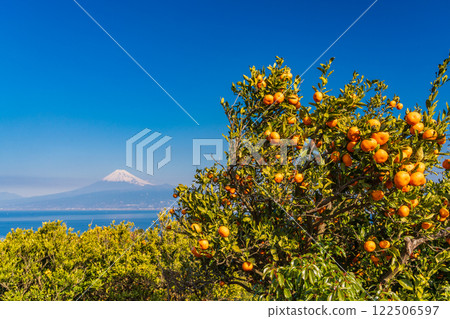 [Shizuoka Prefecture] Mount Fuji beyond the mandarin orange fields of Nishiura, Izu 122506597